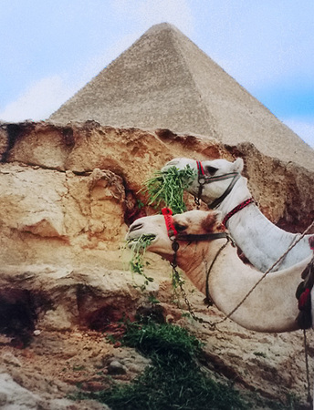 mike carlson photography camels at the great pyramids of egypt